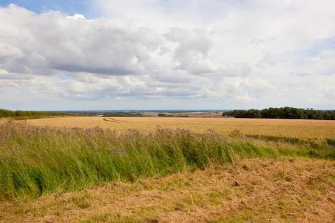 Wheat fields and thistle flowers Stock Photos