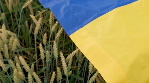 Wheat fields are covered with the flag of Ukraine Video stock 202045410