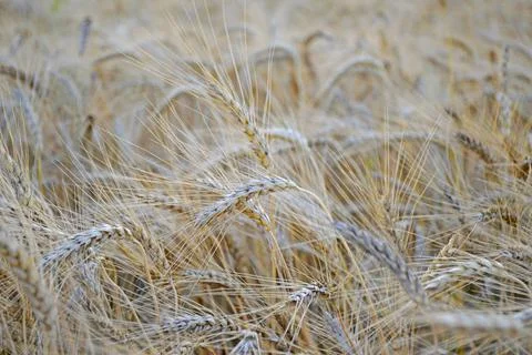 Wheat fields are fully ripe at the end of summer. close-up photo Stock Photos