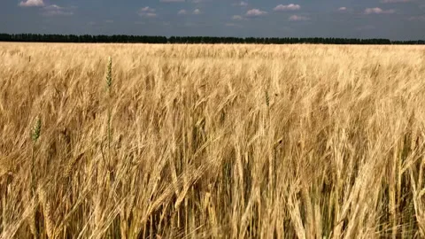 Waving Wheat Fields Stock Video Footage | Royalty Free Waving Wheat ...