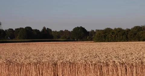 Wheat fields on the background of the forest Video stock 205266960