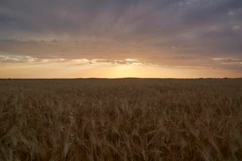 Wheat fields bathed in the sun before harvest Stock Photos