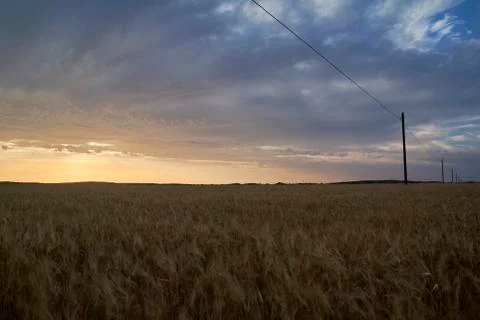 Wheat fields bathed in the sun before harvest Stock Photos
