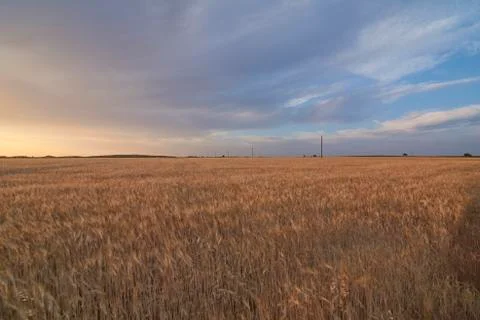 Wheat fields bathed in the sun before harvest Stock Photos