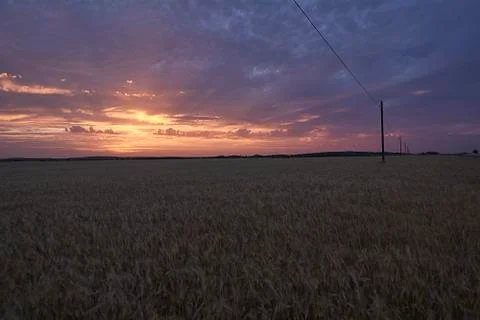 Wheat fields bathed in the sun before harvest Stock Photos