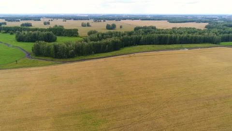 The wheat fields. Beautiful landscape from a height. Photos from a height Stock Photos