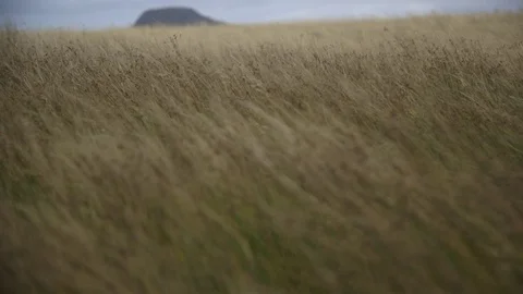 Wheat fields blowing in the wind Stock Footage 79786106