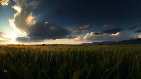 Wheat fields in Bozeman Montana Stock Footage 60755946