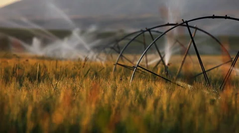 Wheat fields in Bozeman Montana Stock Footage 60756705