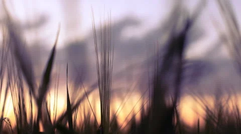 Wheat fields in Bozeman Montana Stock Footage 60792780