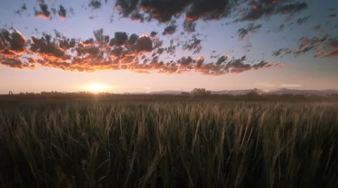 Wheat fields in Bozeman Montana Stock Footage 60792811