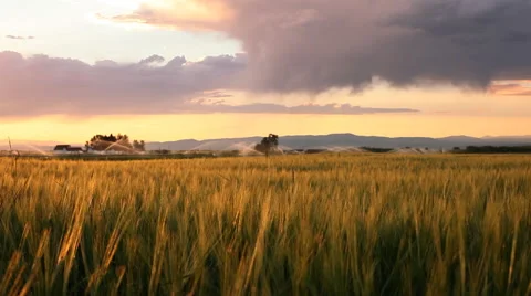 Wheat fields in Bozeman Montana Stock Footage 60792877