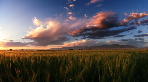 Wheat fields in Bozeman Montana Stock Footage 60793277