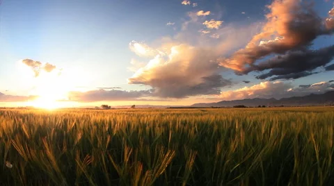 Wheat fields in Bozeman Montana Stock Footage 60793325