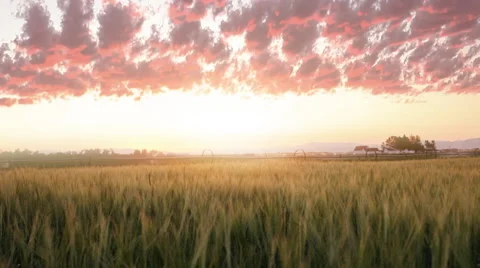 Wheat fields in Bozeman Montana Stock Footage 60793614