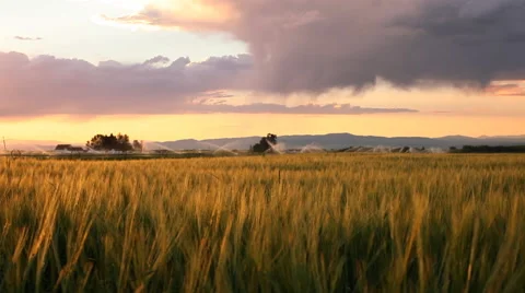 Wheat fields in Bozeman Montana Stock Footage 60793638