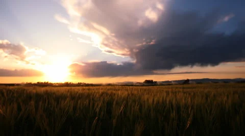 Wheat fields in Bozeman Montana Stock Footage 60793745