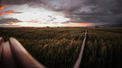 Wheat fields in Bozeman Montana Stock Footage 60793752