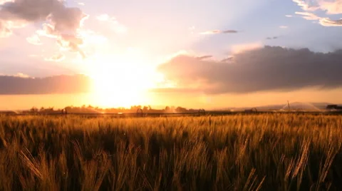 Wheat fields in Bozeman Montana Stock Footage 60794171