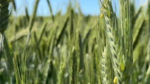 Wheat Fields Close up Stock Footage 310383492