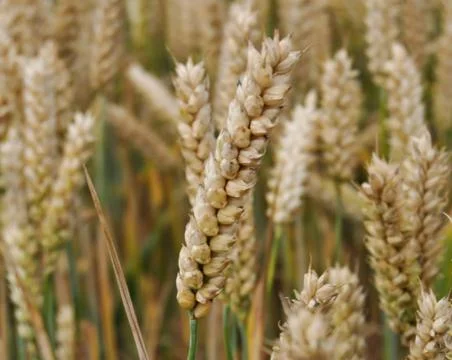 Wheat fields close up 写真素材