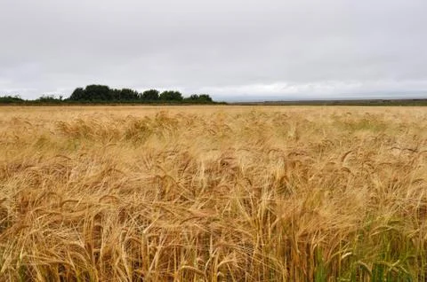 Wheat fields with cloud in background Stock Photos