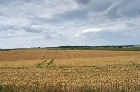 Wheat fields with clouds Stock Photos