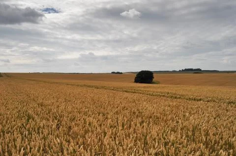 Wheat fields with clouds2 写真素材