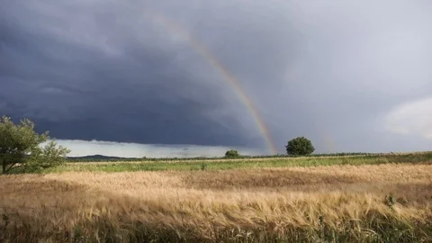 Wheat fields, cloudy weather and incredible rainbow in the background Stock Footage 114631560