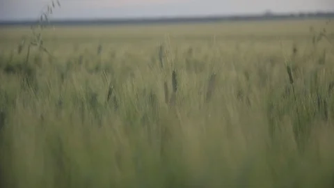 Wheat fields colorful green and gold Stock Footage 71134714