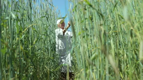 Wheat fields. Crop harvest. Farming. New varieties. Nature Stock Footage 178489564