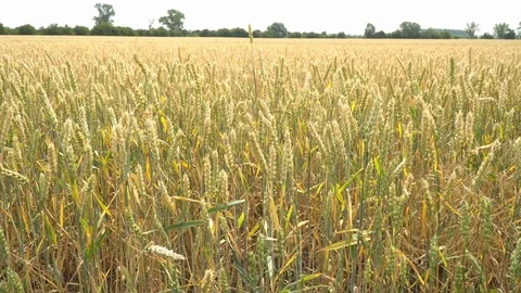 Wheat fields Czech Republic Stock Footage 92287664