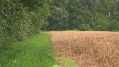 Wheat fields with deer in wind Stock Footage 145795333
