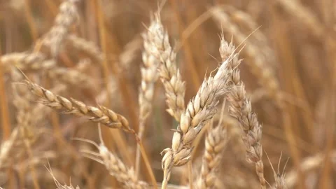 Wheat fields. Ears of golden wheat close up Stock Footage 163632599