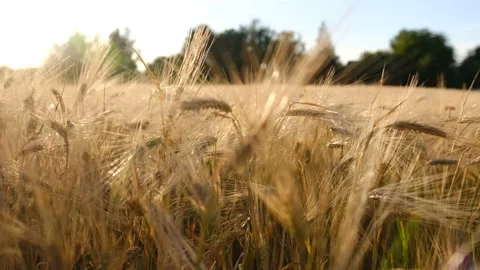 Wheat fields. Ears of golden wheat rows on the field on sunset. Stock Footage 201737256