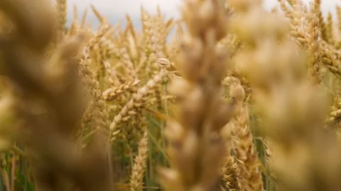 Wheat fields. Ears of golden wheat rows on the field on sunset. Wheat Stock-Footage 202605909