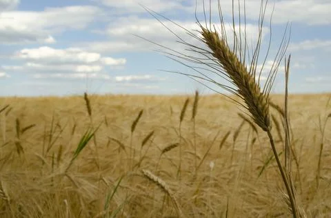 Wheat fields. Ears of golden wheat close up. The setting sun shines with rays Stock Photos