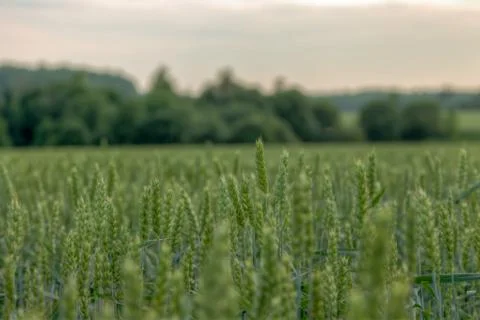 Wheat fields on a evening sun Stock Photos