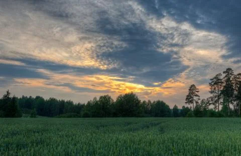 Wheat fields on a evening sun Stock Photos