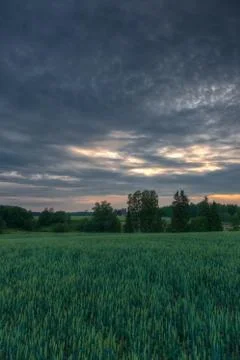 Wheat fields on a evening sun Stock Photos