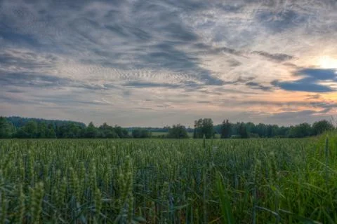 Wheat fields on a evening sun Stock Photos