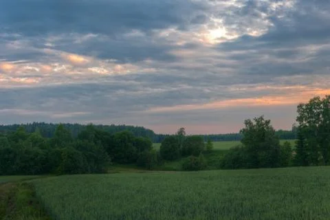 Wheat fields on a evening sun Stock Photos