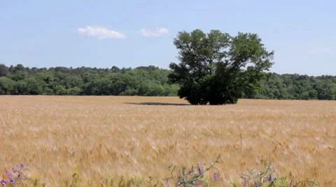 Wheat fields Stock Footage 7769381