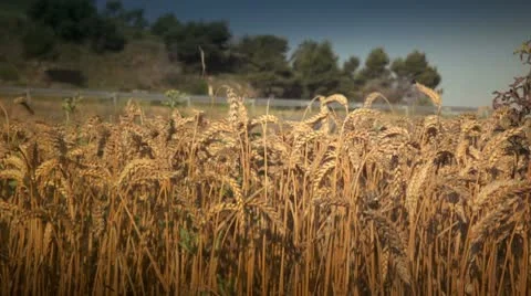 Wheat fields Stock Footage 9876721