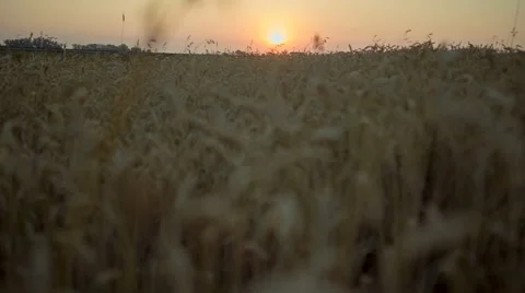 Wheat Fields Stock Footage 67461227