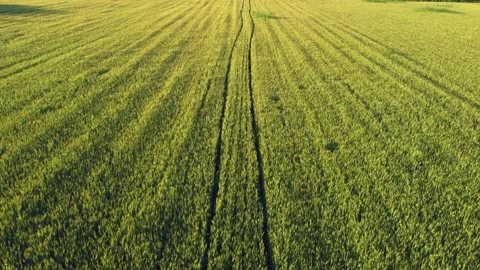 Wheat fields Video stock 158841257