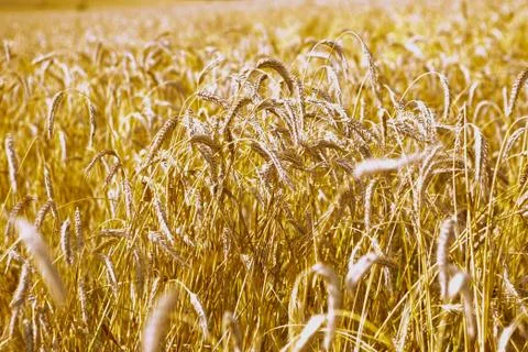 Wheat fields fully ripe at the end of summer, nature background Stock Photos