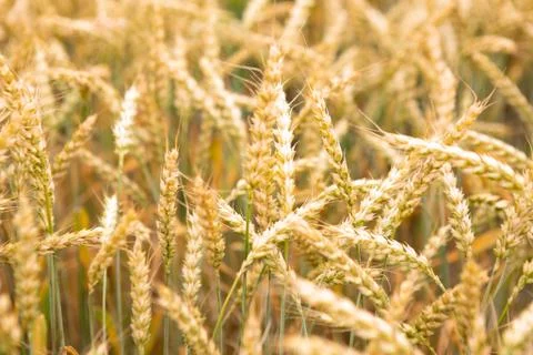 Wheat fields fully ripe at the end of summer, nature background Stock Photos