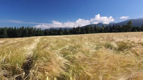The Wheat Fields of Furok_ Viewpoint Stock Footage 332258523