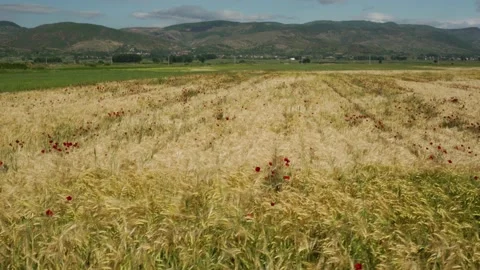 Wheat fields in golden color with red poppies of agricultural parcels in Stock Footage 132779011